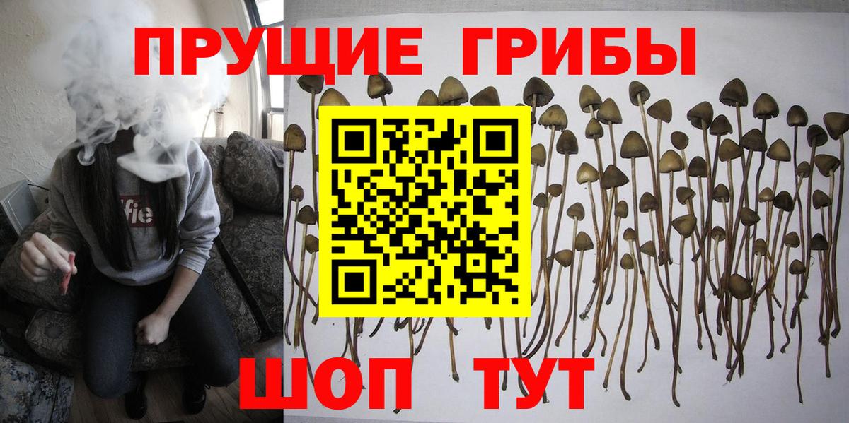 Соликамск  Псилоцибиновые грибы Psilocybine cubensis  Вход с VPN 